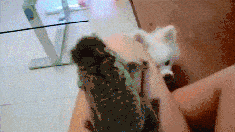 Hund jagt Katze - Google Updates gegen Spammer