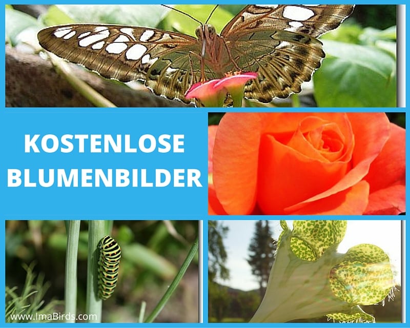 Kostenlose Blumenbilder und Naturfotos